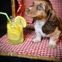 Dachshund Puppies from Bald Mountain Dachshunds