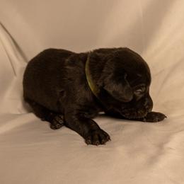 Light Green collar - Black male Labrador Retriever puppy in Lebanon, Oregon from Table Rock Retrievers
