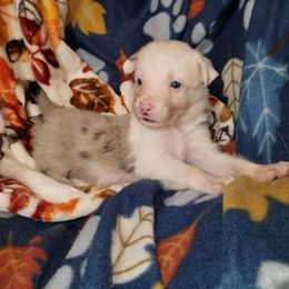 Nimble - male Border Collie puppy in Albuquerque, New Mexico from Noko's dogs