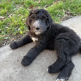 Joseph red collar - Black and white male Sheepadoodle puppy in Eleva, Wisconsin from Molly’s Doodles