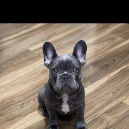 French Bulldog Puppies from De Goza Camp