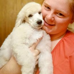 Poodle Puppies from Reeves Family Standard Poodles