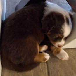 Triton - Red tri male Miniature Australian Shepherd puppy in Hobe Sound, Florida from KHA