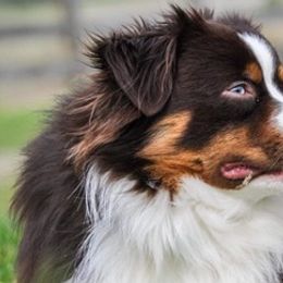 Toy Australian Shepherds from Clear Water Toy Aussie