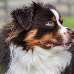 Toy Australian Shepherds from Clear Water Toy Aussie