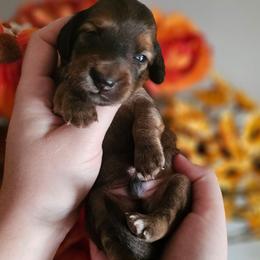 Barrett - Red male Dachshund puppy in Loganville, Georgia from Royal Dackel Haus