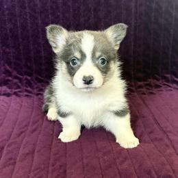 MICHAELANGELO (MICAH) - Blue male Pembroke Welsh Corgi puppy in Drain, Oregon from Sunnydale Corgis