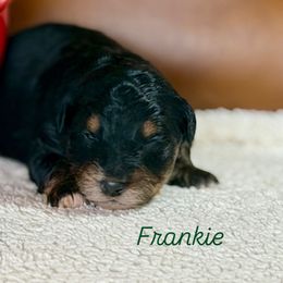 Frankie - Black phantom male Aussiedoodle puppy in Burbank, Ohio from Berns & Doodles