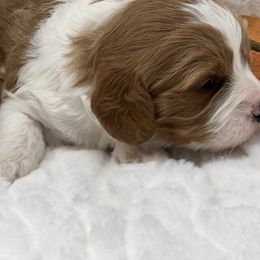 Australian Labradoodle, Bernedoodle, Cavapoo, and Poodle Puppies from Walk with Me Doodles