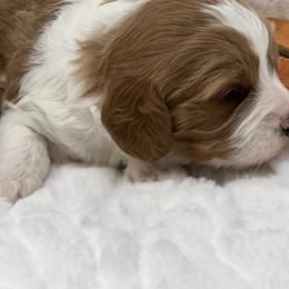 Australian Labradoodle, Bernedoodle, Cavapoo, and Poodle Puppies from Walk with Me Doodles