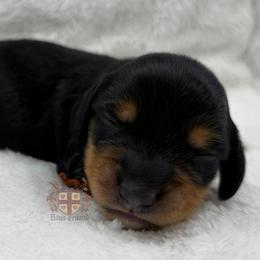 Musa - Black and tan female Dachshund puppy in Miami, Florida from Haus Ernand Dachshunds