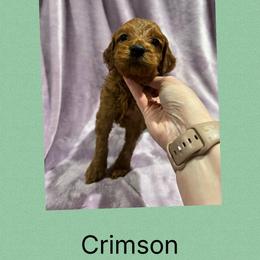 Crimson - Red male Irish Doodle puppy in Harrisburg, Arkansas from Ransone’s Ridge Runners Poodles and Doodles