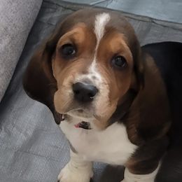 Basset Hounds from Classic Tails