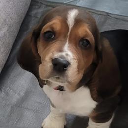 Basset Hounds from Classic Tails