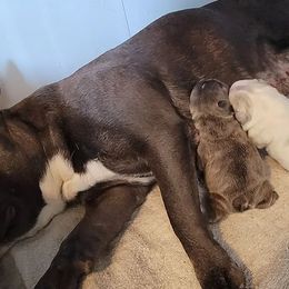 Companion Crosses from Triple H Kennels Frenchtons and French Bulldogs