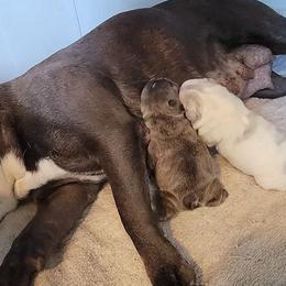 Companion Crosses from Triple H Kennels Frenchtons and French Bulldogs