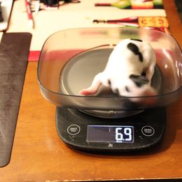 Queenie Thumb - Tri-color Cavalier King Charles Spaniel puppy in Manahawkin, New Jersey from King Charles Cavalier Kennels