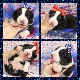 Ivy - Black tri-color female Australian Shepherd puppy in Anna, Texas from Fantasy Pomeranians & Fantasy Aussies