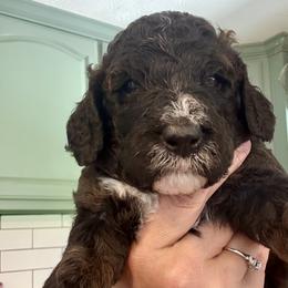 Bernedoodle Puppies from Triple W Doodles