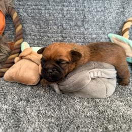 Chubacca (Chewy) - Belge male Brussels Griffon puppy in Seneca, Missouri from Stephanie’s Puppy Colony