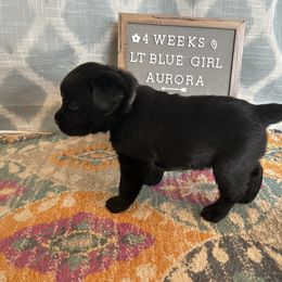 Girl 5 - Black Labrador Retriever puppy in Indiana from Little Yellow Creek Farms
