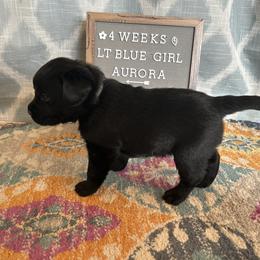 Girl 5 - Black Labrador Retriever puppy in Indiana from Little Yellow Creek Farms