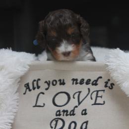 Australian Labradoodle Puppies from All About Love Australian Labradoodles