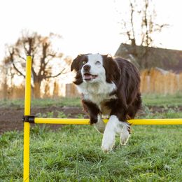 Meeko - Border Collie