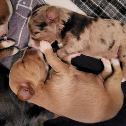 Assorted Doodle Crosses Puppies from Do Wah Diddy Doodles