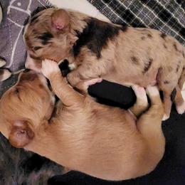 Assorted Doodle Crosses Puppies from Do Wah Diddy Doodles