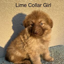 Lime Collar Girl - Sable female German Shepherd puppy in Columbus, Mississippi from Olde Wolfe German Shepherds