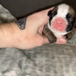 George - Fawn male French Bulldog puppy in Warm Springs, Arkansas from Seven Hills Arkansas