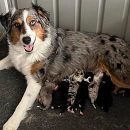Batman - Black tri-color male Australian Shepherd puppy in Hemet, California from Perfect Companion Aussie's