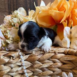 Ransom - Parti male Yorkshire Terrier puppy in Howe, Oklahoma from Ray Holder