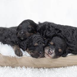 Bernedoodle Puppies from Darcy Lee's Designer Doodles