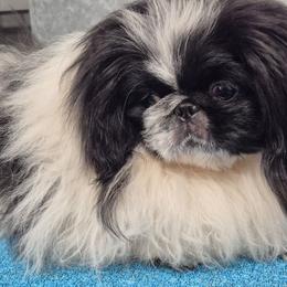 Bubbles - White female Pekingese puppy in Pittsburgh, Pennsylvania from Wyn-d-hill pekingese