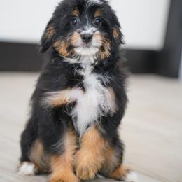 Portland - Tri-color female Bernedoodle puppy in Dundee, Ohio from Down Home Doodle