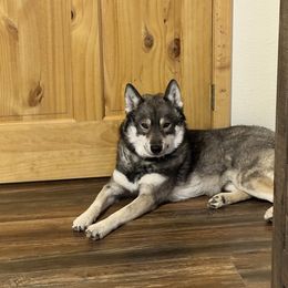 Nico - Siberian Husky