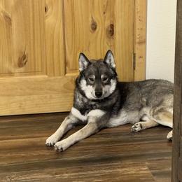 Nico - Siberian Husky