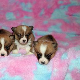 Pembroke Welsh Corgi Puppies from Northwynd Corgis