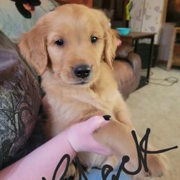 Black collar - Golden male Golden Retriever puppy in Brush Prairie, Washington from Paradise Peaks