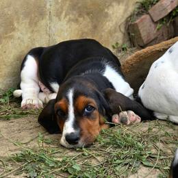 Otis - Black tan and white male Basset Hound puppy in Lebanon, Ohio from Lady Mae Bassets