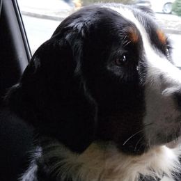 Bernese Mountain Dogs from Kristina's Bernese Mountain Dogs