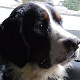 Bernese Mountain Dogs from Kristina's Bernese Mountain Dogs