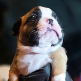 Rocky Top - Seal and white male Boston Terrier puppy in Kingsport, Tennessee from Irish Heart Bostons
