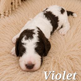 Violet - Parti female Poodle puppy in Dover, Delaware from Dogtastic Poodles