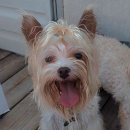 Bentley - Yorkshire Terrier