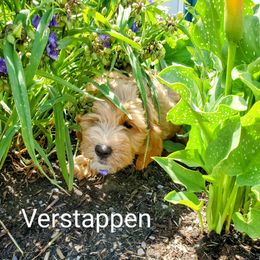 Goldendoodle Puppies from Brulee Doodles