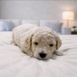 Frisco - Cream male Goldendoodle puppy in Pittsburg, Texas from Grace Springs Goldendoodles