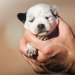 Smeagol (AKC) - Blue male Australian Cattle Dog puppy in Marana, Arizona from Impact 3rd Australian Cattle Dogs